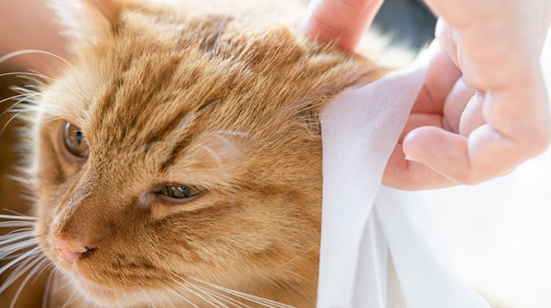 Haustiertücher - eine neue Wahl für die PET -Reinigung